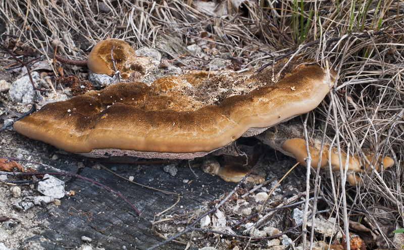 Coriolopsis gallica